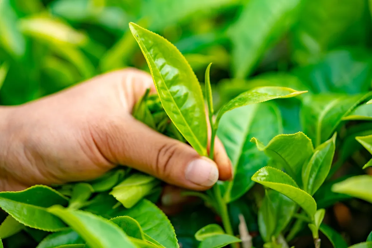 Premium Green Tea Leaves, Fresh Natural Tea, Refreshing Aroma & Smooth Taste, Ideal for Hot & Iced Tea, Daily Home & Office Brewing