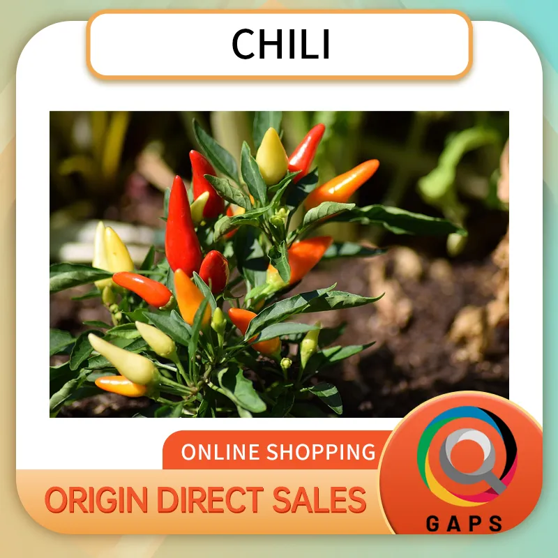 Fresh Chili Peppers, Spicy & Aromatic Hot Peppers, Farm Fresh, Ideal for Cooking, Seasoning, Sauces, Stir-Fry & Daily Kitchen Use