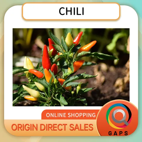 Fresh Chili Peppers, Spicy & Aromatic Hot Peppers, Farm Fresh, Ideal for Cooking, Seasoning, Sauces, Stir-Fry & Daily Kitchen Use