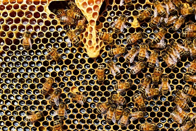 Premium Natural Honey, Pure Unfiltered Honey, Rich Flavor & Smooth Texture, Ideal for Tea, Cooking, Baking & Daily Healthy Use