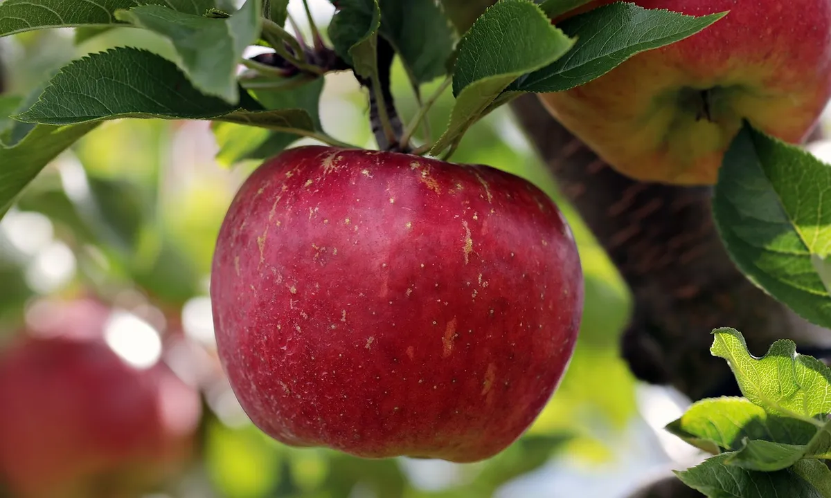 Fruit apples are premium fresh fruits grown in the sunny orchards of South Afric