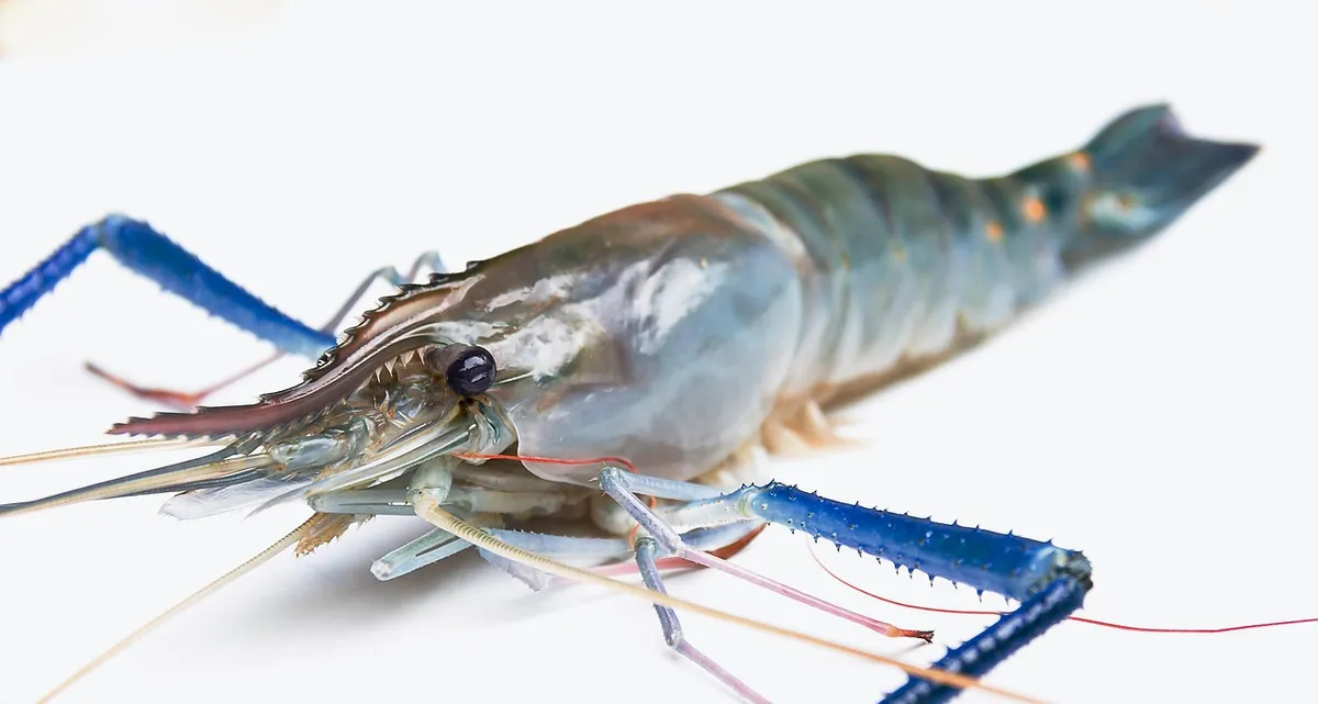 Aquatic Product Safe & Healthy Shrimp Species Ideal for Cooking & Catering
