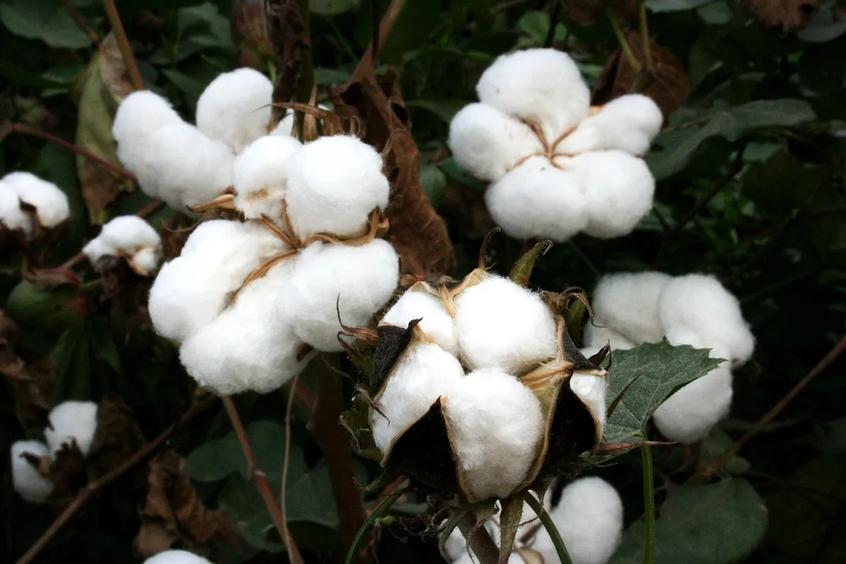 Cotton And Textiles Premium Natural Cotton, Soft & Breathable with No Harmful Chemicals, Suitable for Textiles, Home & Industrial Use