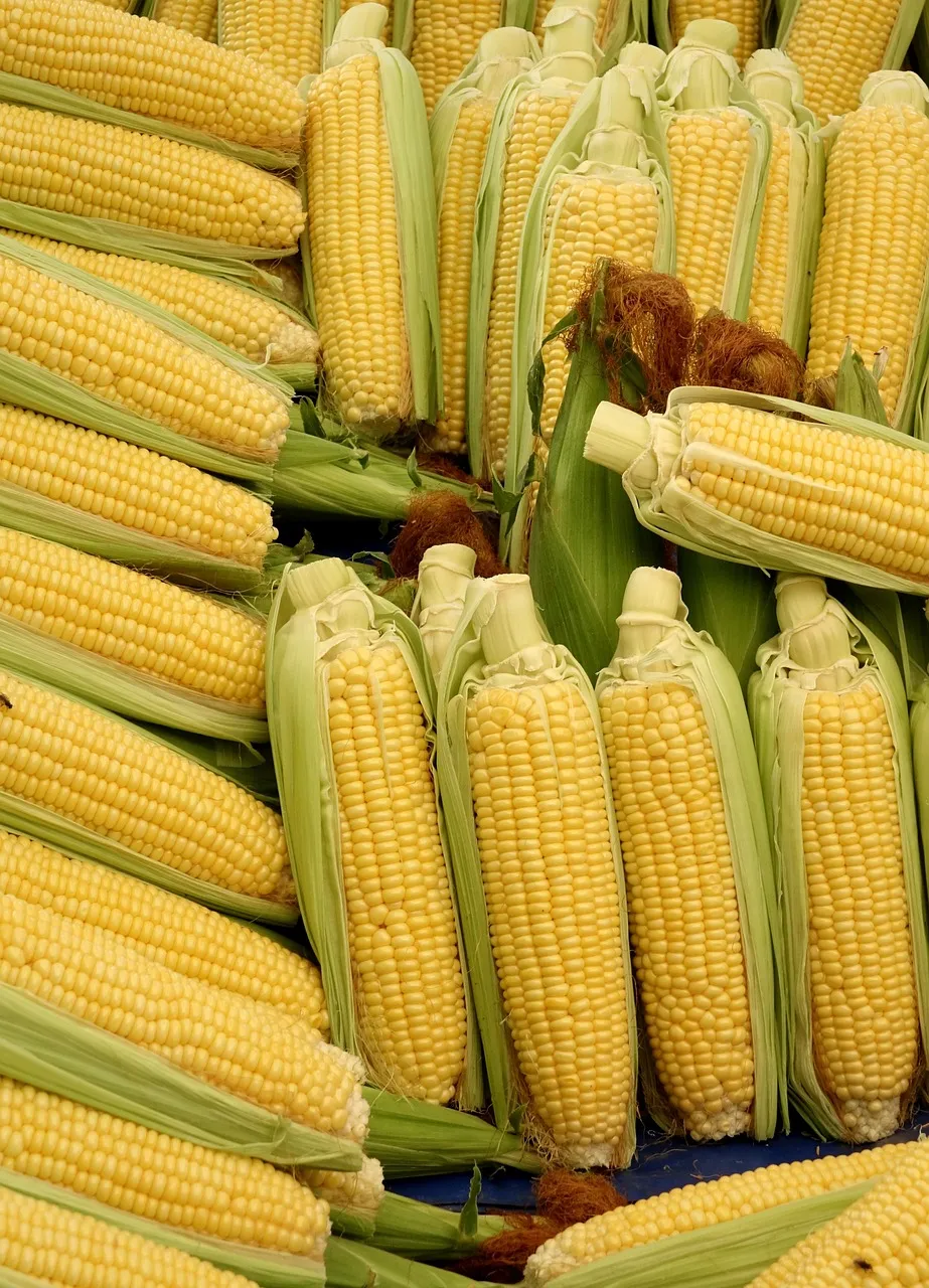 Fresh Sweet Corn, Premium Whole Corn Cob, Juicy & Tender, Naturally Sweet, Non-GMO, Ideal for Cooking, Grilling, Boiling & Daily Meals