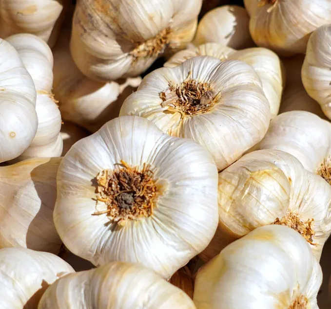 Fresh Garlic Bulbs, Premium Whole Garlic, Naturally Grown, Fragrant & Flavorful, Ideal for Cooking, Seasoning, Baking & Daily Kitchen Use