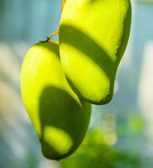 Fresh Mangoes, Ripened Naturally Sweet Juicy Tropical Fruit, Non-GMO, Perfect for Smoothies, Desserts, Snacks and Daily Use