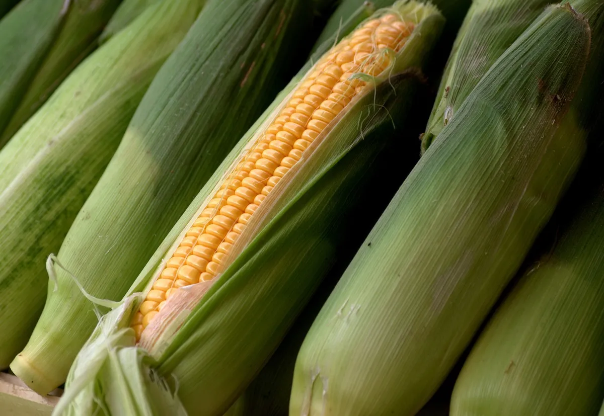Corn is one of the most widely distributed food crops in the world.
