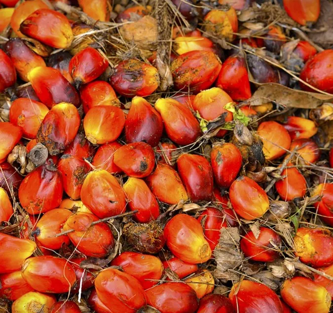 Premium RBD Palm Oil | Food Grade | Non-GMO | High Heat Stability Cooking Oil