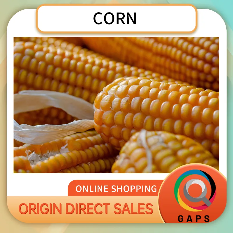 Corn is one of the most widely distributed food crops in the world.