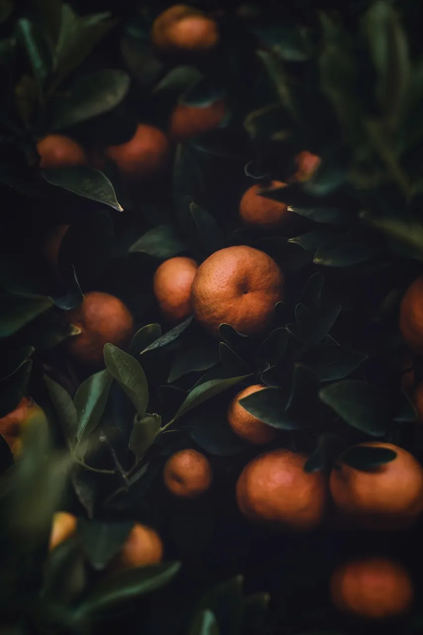 Fresh Citrus with Rich Color & Sweet Taste High-Quality Citrus Fruits
