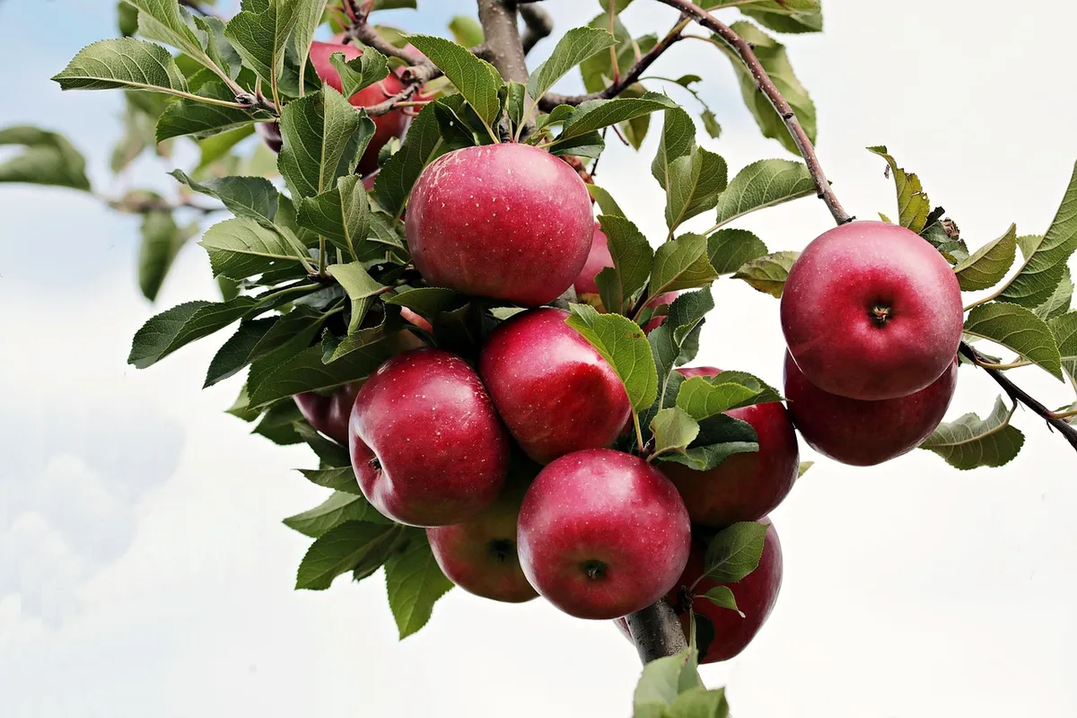 Fruit apples are premium fresh fruits grown in the sunny orchards of South Afric