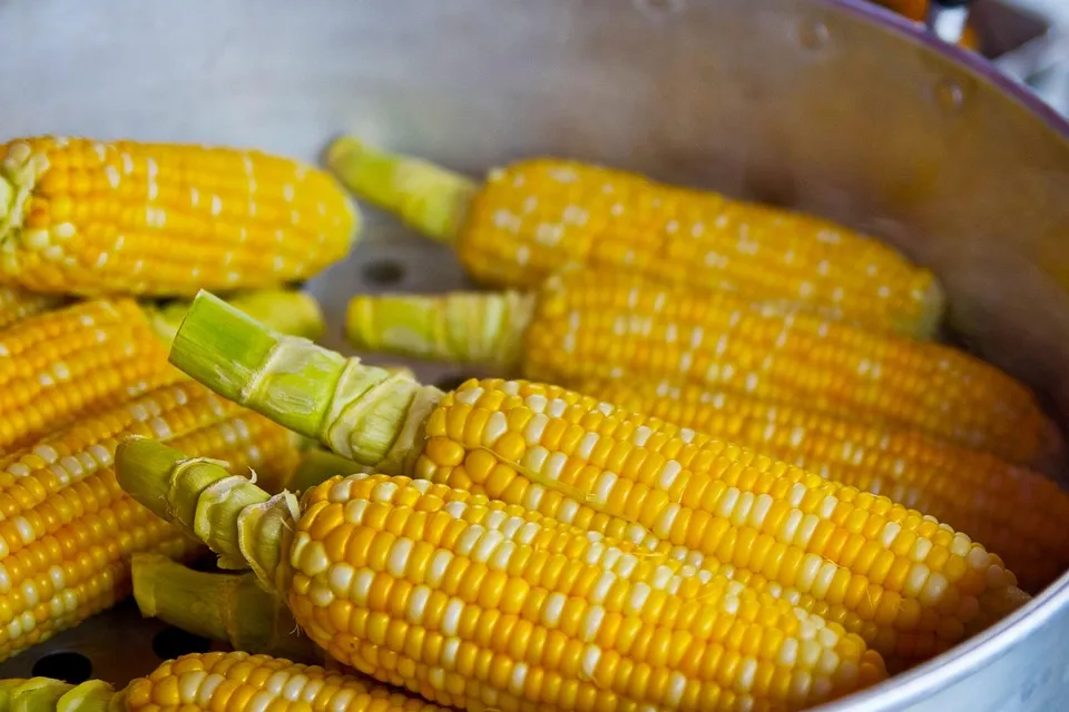 Corn is one of the most widely distributed food crops in the world.