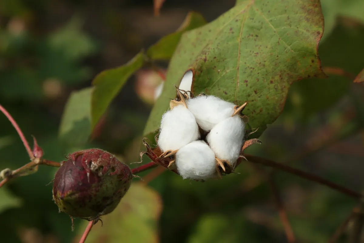 Cotton And Textiles Premium Natural Cotton, Soft & Breathable with No Harmful Chemicals, Suitable for Textiles, Home & Industrial Use