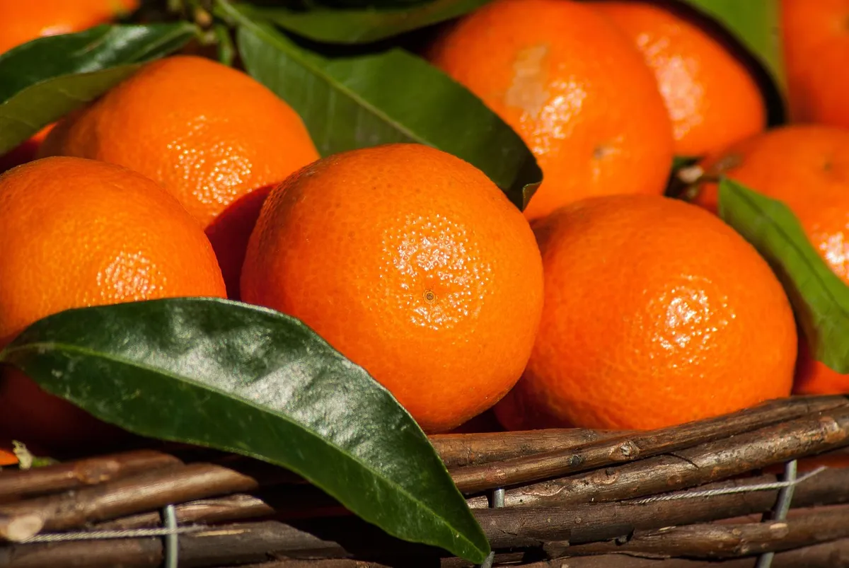 Fresh Citrus with Rich Color & Sweet Taste High-Quality Citrus Fruits