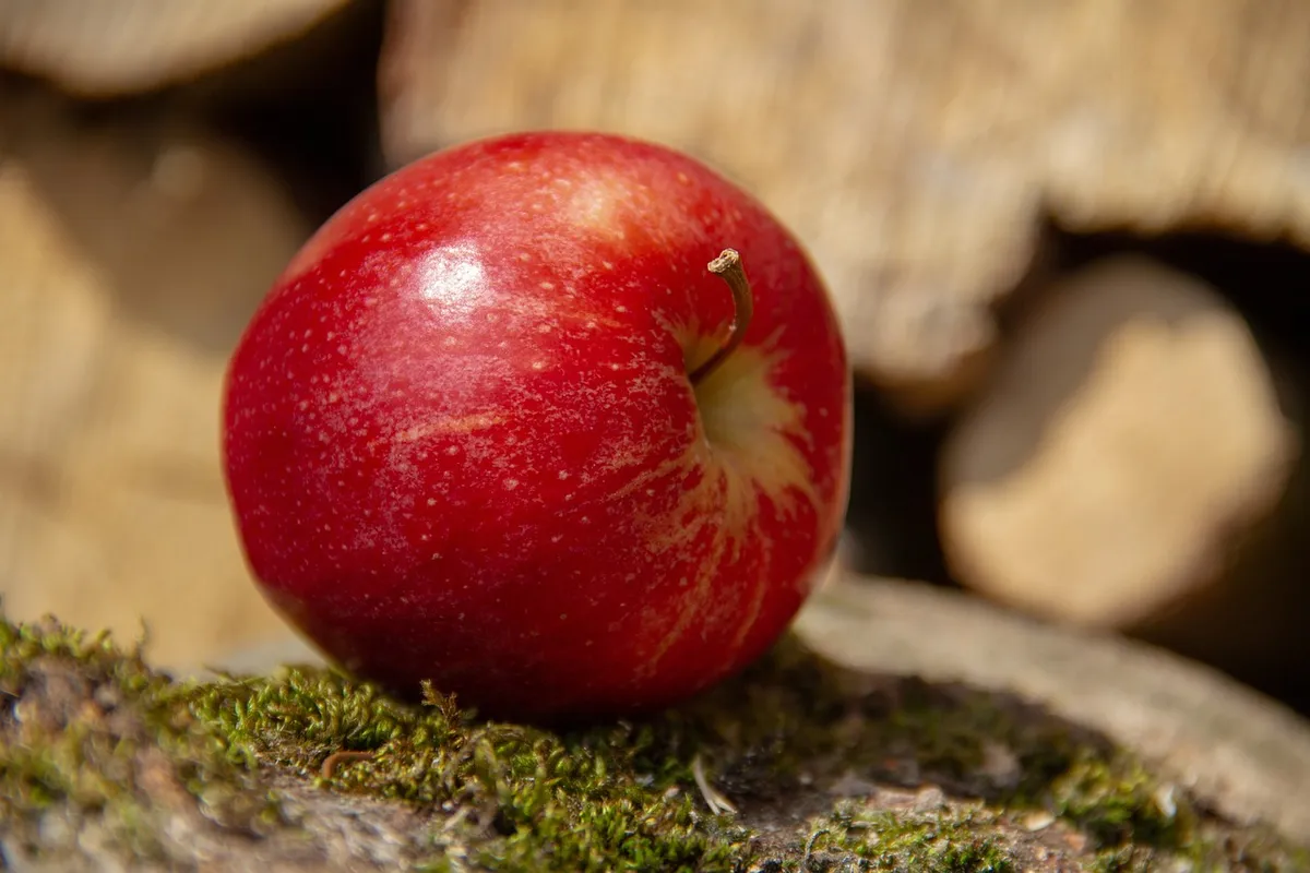 Fruit apples are premium fresh fruits grown in the sunny orchards of South Afric