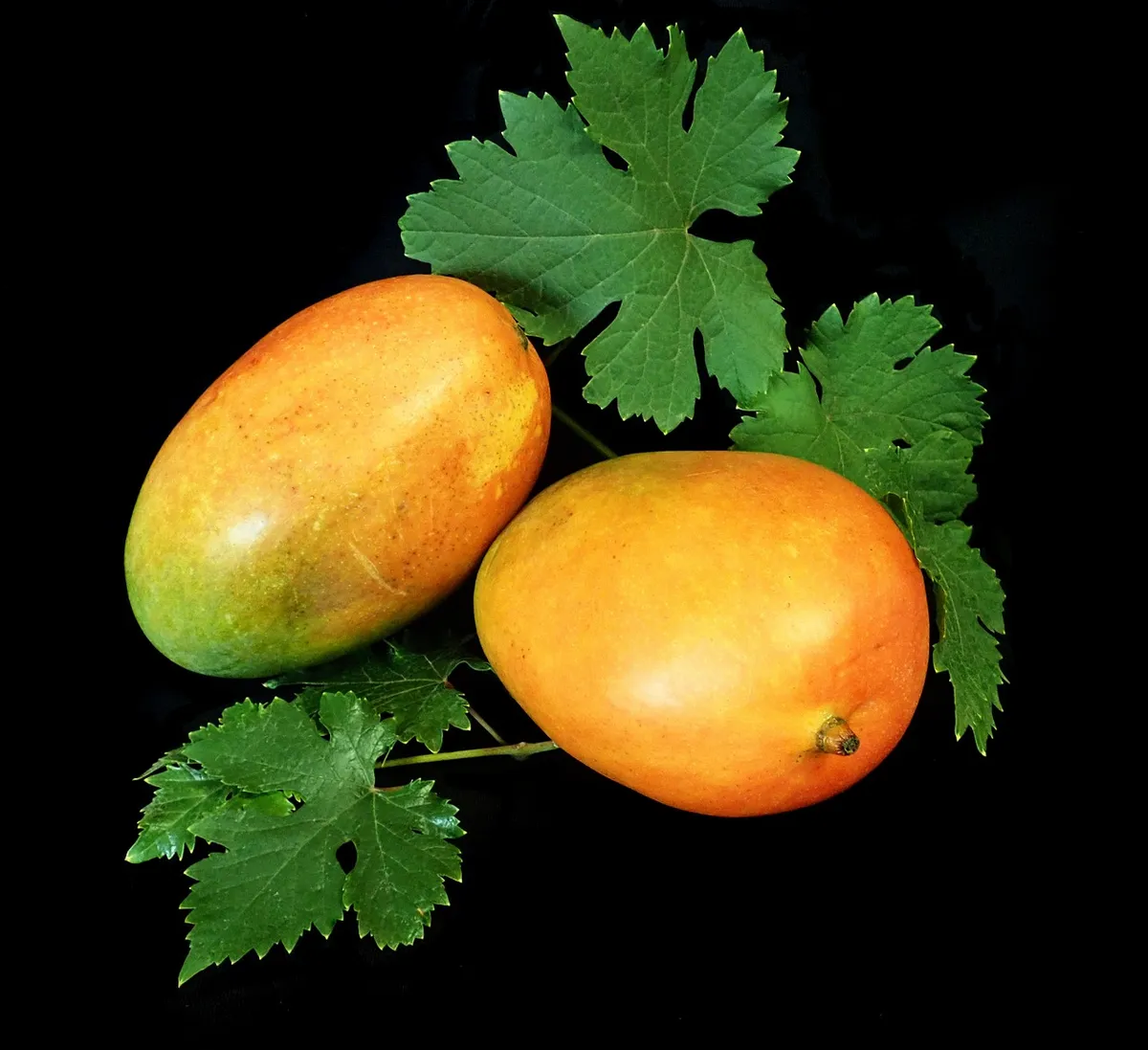 Fresh Mangoes, Sweet & Juicy Ripe Mangoes, Handpicked Tropical Fruit, Non-GMO, Perfect for Smoothies, Desserts, Snacks & Daily Use
