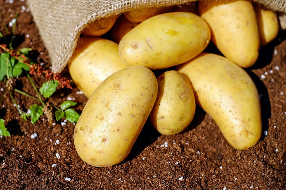 Natural Grown Potatoes, Nutritious & Delicious, Suitable for Wholesale & Retail