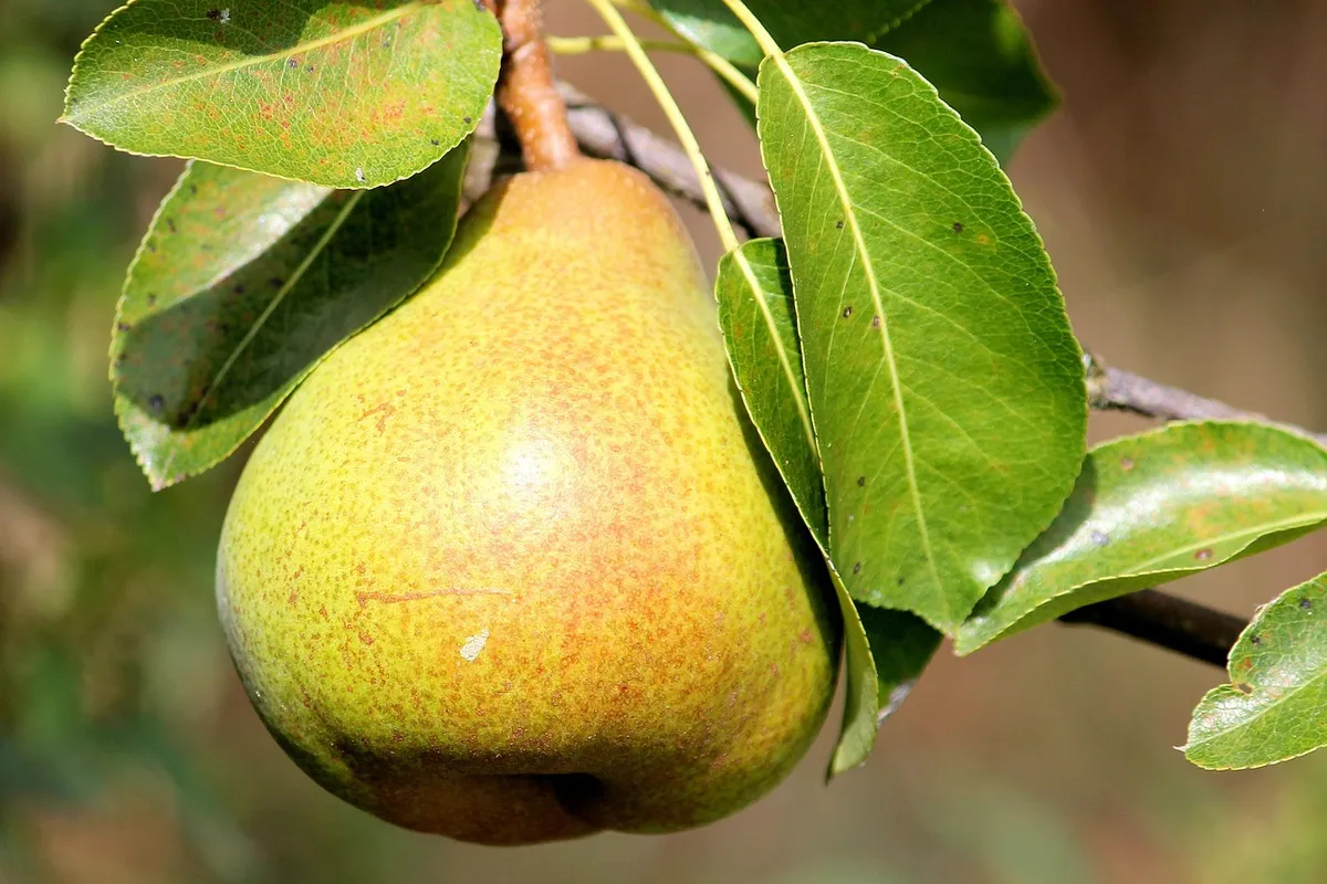 Premium Fresh Pears from South Africa &ndash; Natural & Healthy